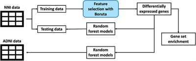 Alzheimer's Disease Blood Biomarkers Associated With Neuroinflammation as Therapeutic Targets for Early Personalized Intervention